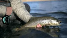 Video thumb for Montana Spey