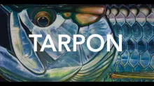 Video thumb for Tarpon art