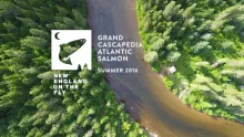 Video thumb for Grand Cascapedia Atlantic Salmon