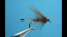 Video thumb for Sooty Olive