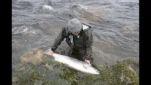 Video thumb for Random moments of salmon fishing