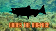 Video thumb for Under the surface 