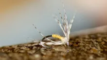 Video thumb for Stages of Fly Tying... which are you in?