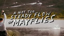 Video thumb for A Not Too Steady Flow Of Mayflies