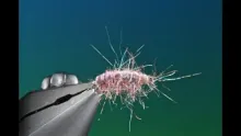 Video thumb for Amorous Gammarus