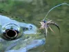 User submitted picture: Brown trout on a mayfly