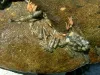 User submitted picture: Trout food. Mayfly, Stick...