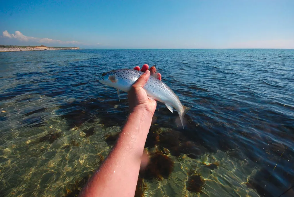 Typical sea trout - Even though sea trout can grow to substantial sizes, the coastal sea trout are often in the 1-3 lbs. range