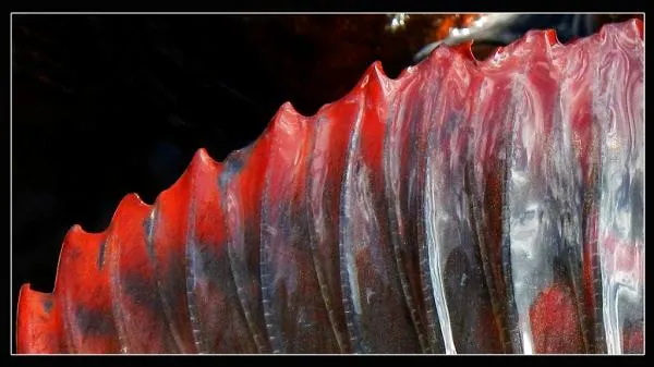User submitted picture: Grayling