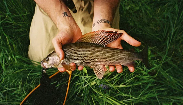 User submitted picture: A 34cm German Grayling c...